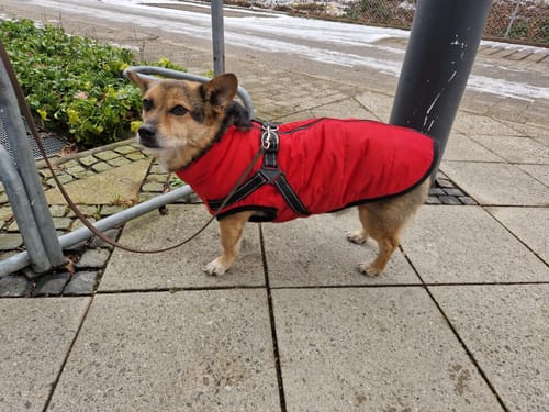 Customer photo review of Emmalove - Wasserdichter Hundemantel Extreme