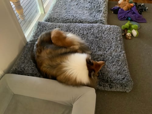 Customer photo review of PaWz Premium SuperMat Calming Bed