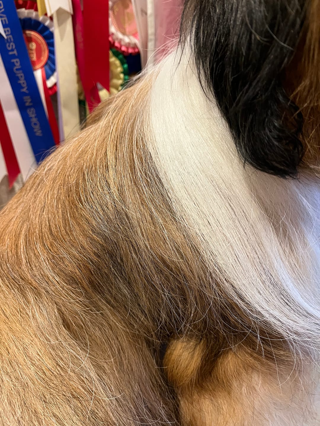 Customer photo review of Dog Shampoo