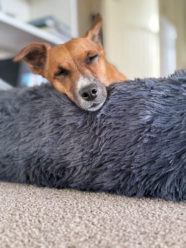 Customer photo review of Orthopaedic Memory Foam Bed