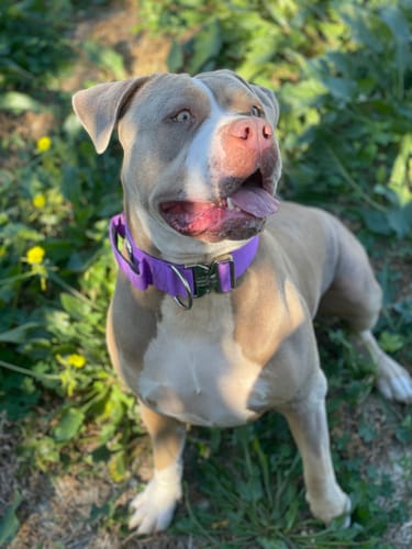 Customer photo review of Combat Rope Dog Leash - MATTE PLATINUM - Purple