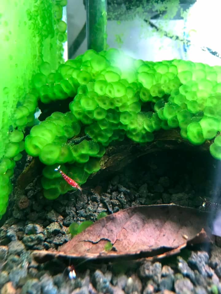Customer photo review of Green Jade Neocaridina Shrimp