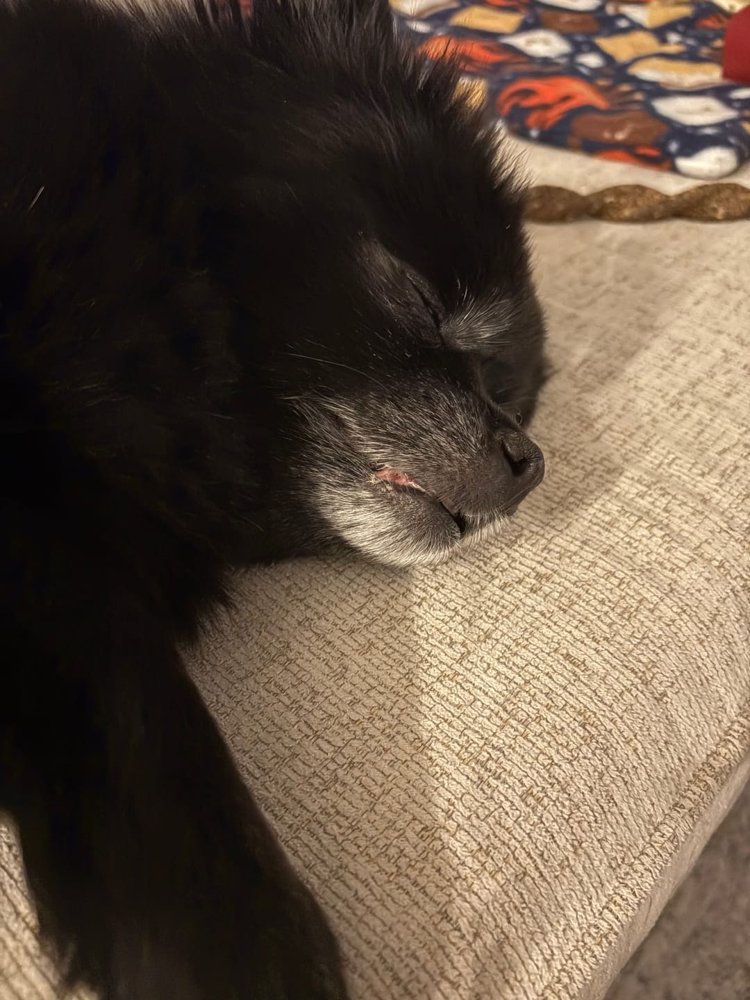 Customer photo review of 6 Inch Monster Braided Bully Stick
