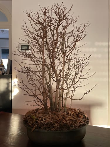 Customer photo review of SUPREMACY CB® (substrato premium ad alte prestazioni)