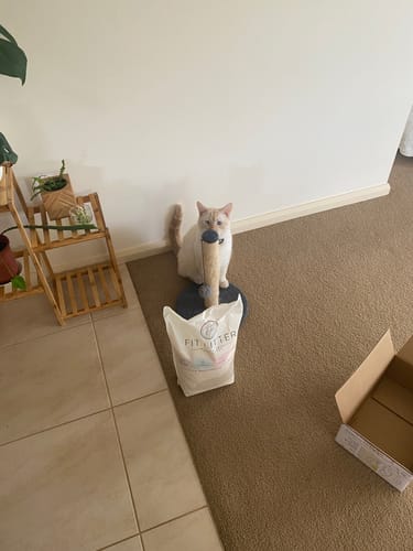 Customer photo review of 1 Month Supply – 1 Cat