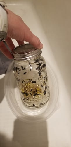 Customer photo review of Sunflower Microgreens Seeds