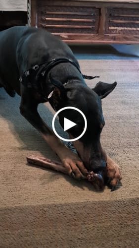 Customer video review of Medium Ostrich Cane (10" x 3"): The Long-Lasting, Flavor-Packed Chew for Medium & Large Dogs