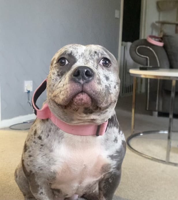 Customer photo review of 5cm Combat® Collar | With Handle & Secure Clip - Pink