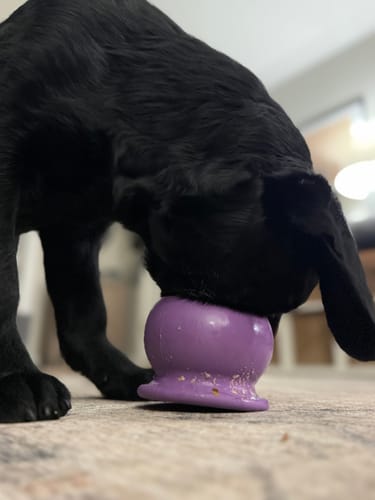 Customer photo review of Freezball - Durable Fillable Dog Chew Bone