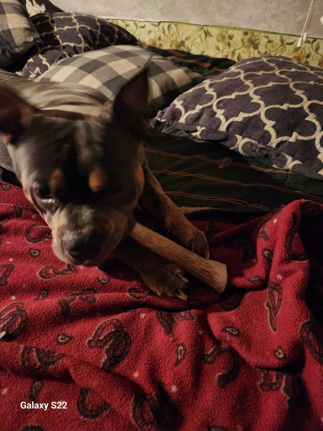 Customer photo review of Whole Elk Antler Chew - Large