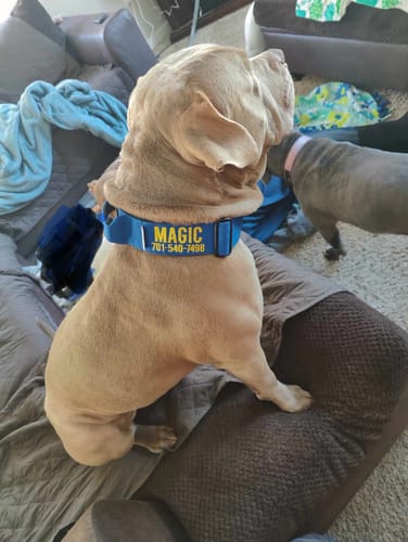 Customer photo review of Blue Bully Proof Collar