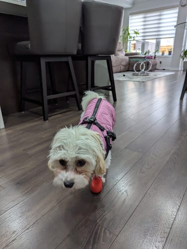 Customer photo review of WagWellies® by wagwear