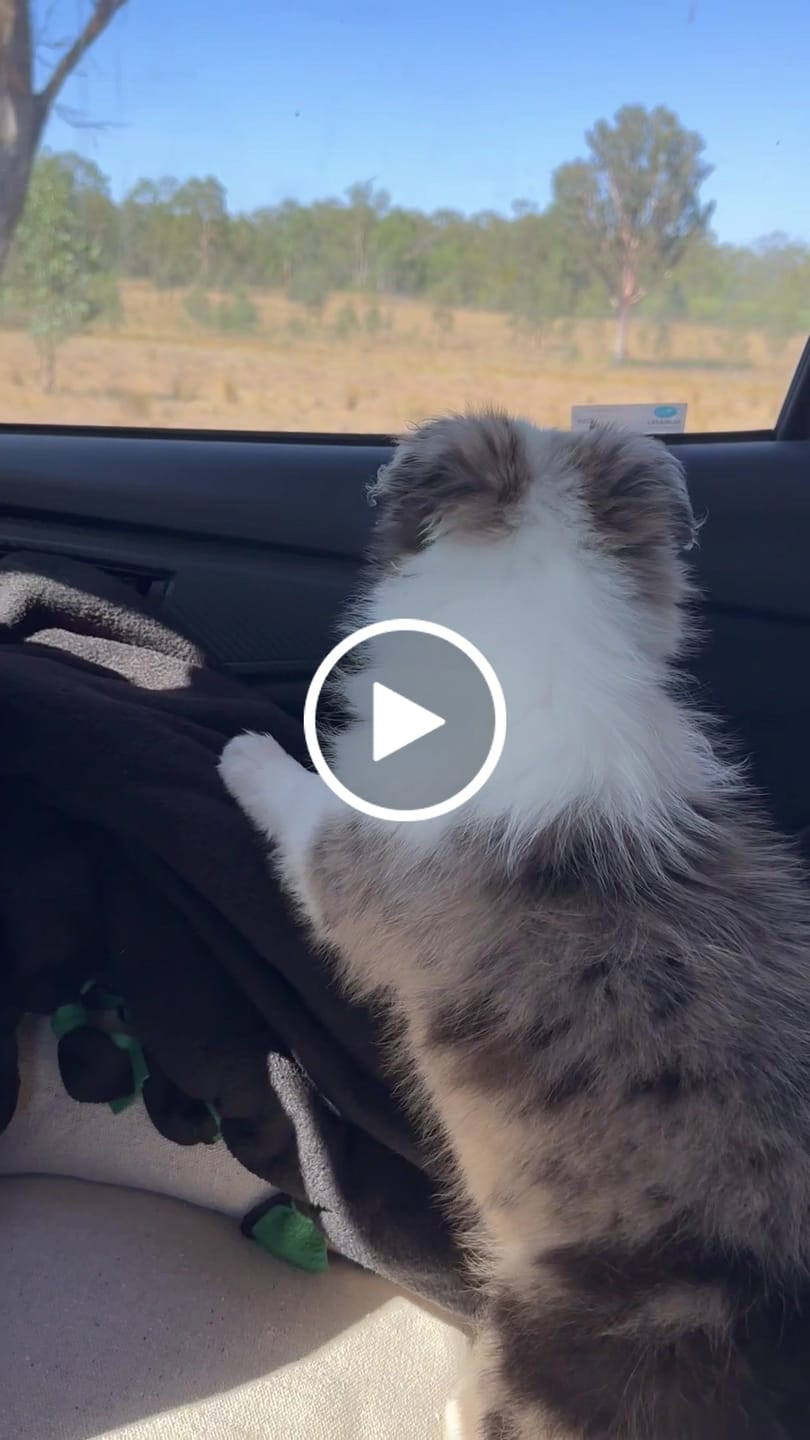Customer video review of HARNESS - Lilac