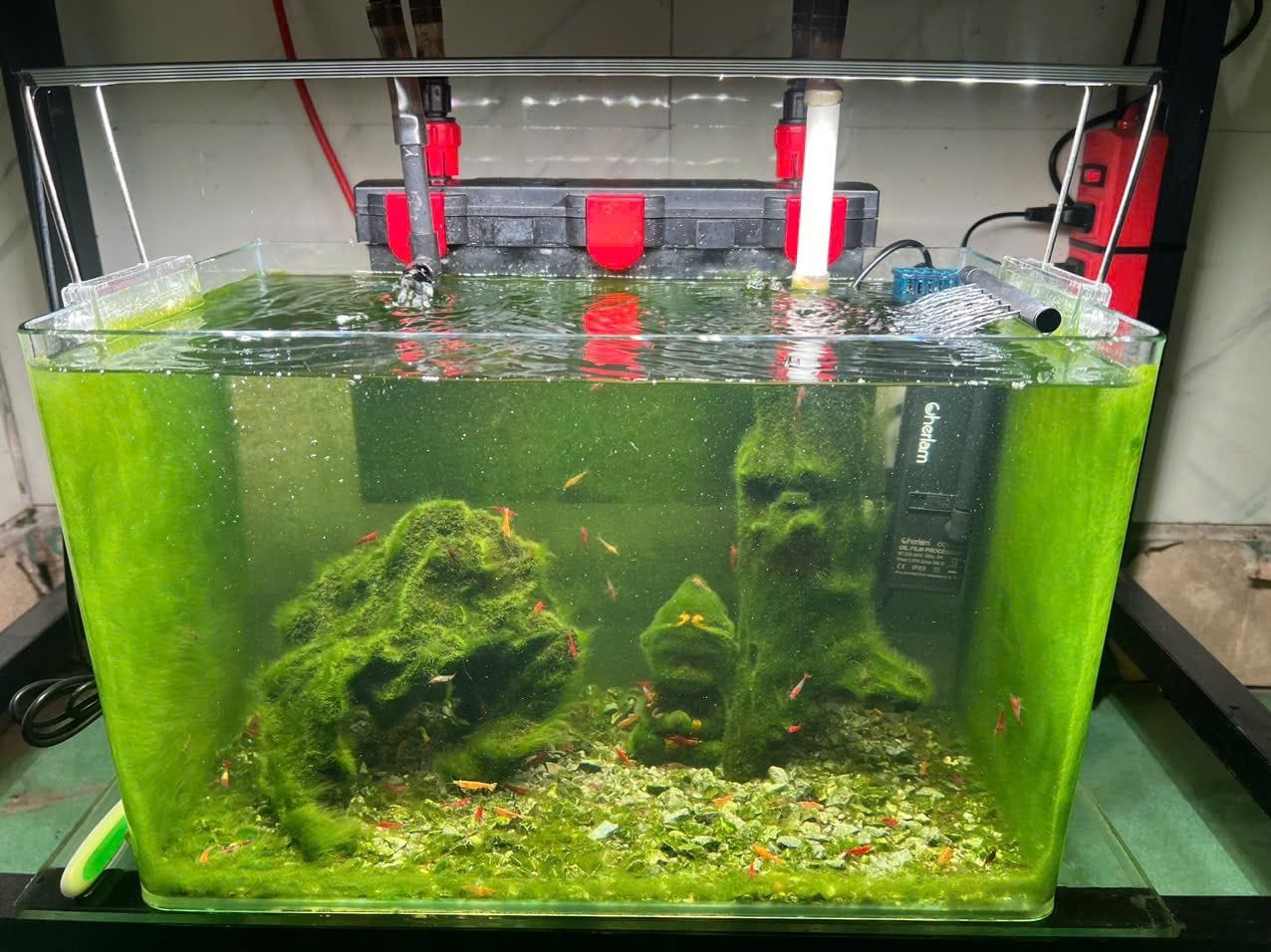 Customer photo review of Green Jade Neocaridina Shrimp