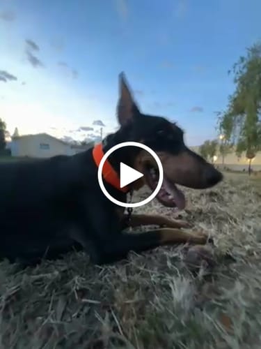 Customer video review of Metal-Buckle Tactical K9 Dog Collar With Hook & Loop Panel & Top Handle