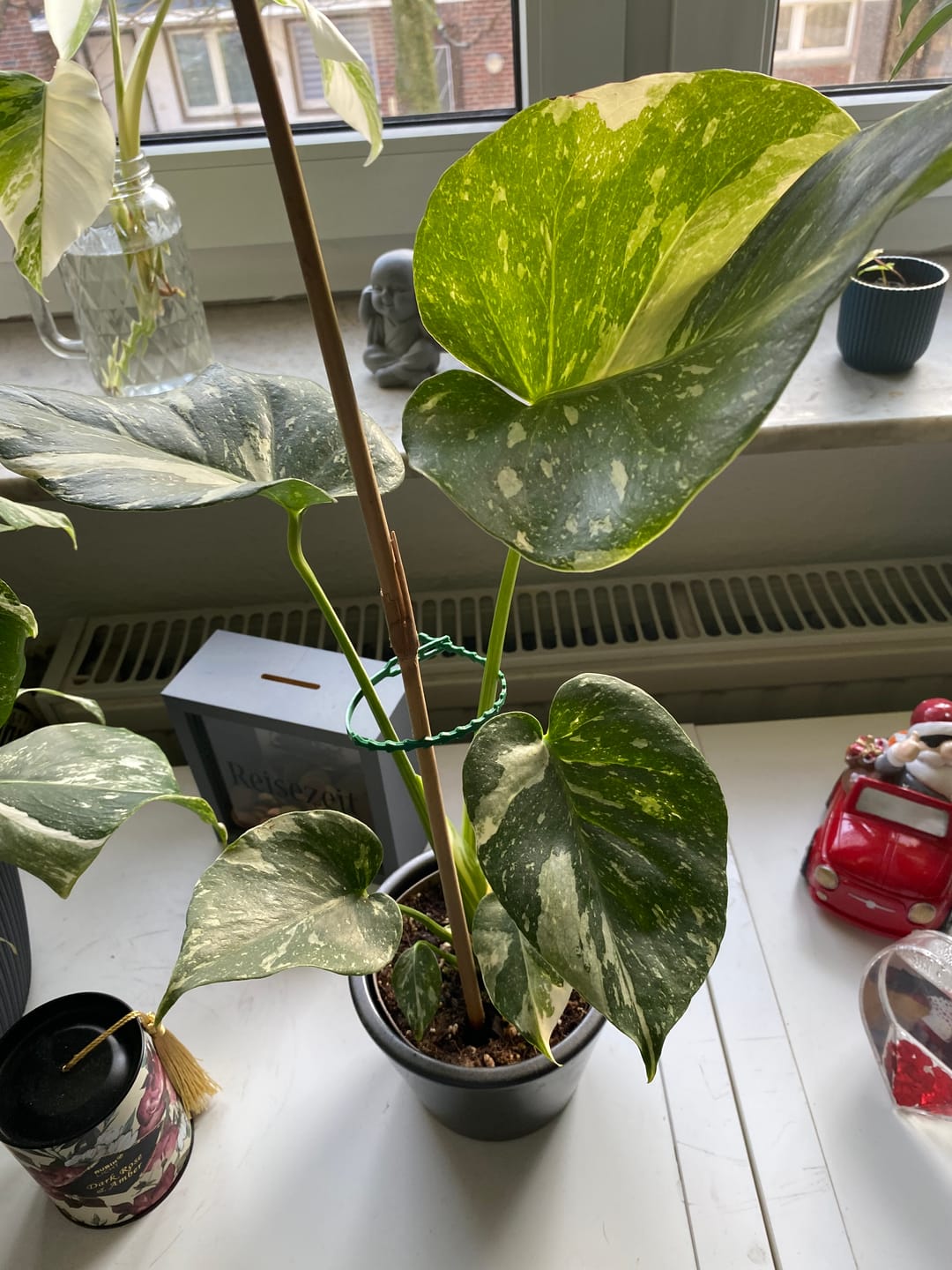 Customer photo review of Monstera Thai Constellation