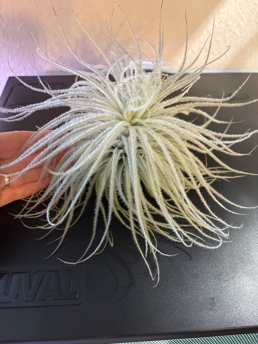 Customer photo review of Tillandsia tectorum "snow" - XXL
