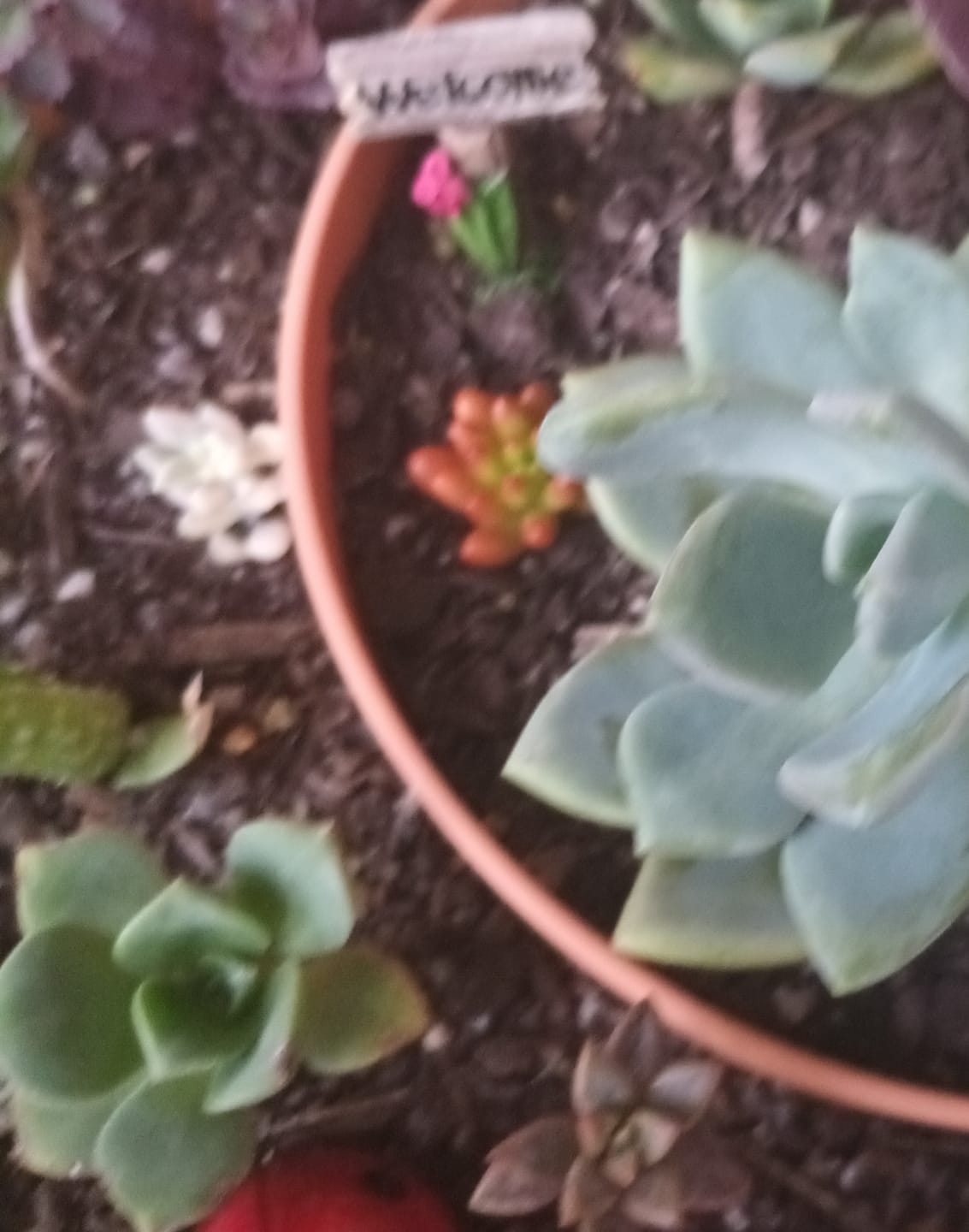 Customer photo review of Sedum Rubrotinctum 'Red Jelly Beans' - Cuttings x 3