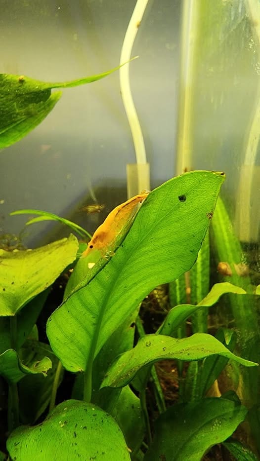 Customer photo review of Golden Neocaridina Shrimp