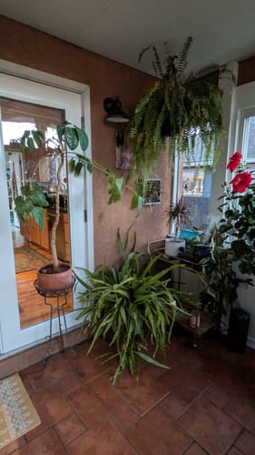 Customer photo review of Houseplant Pest Spray