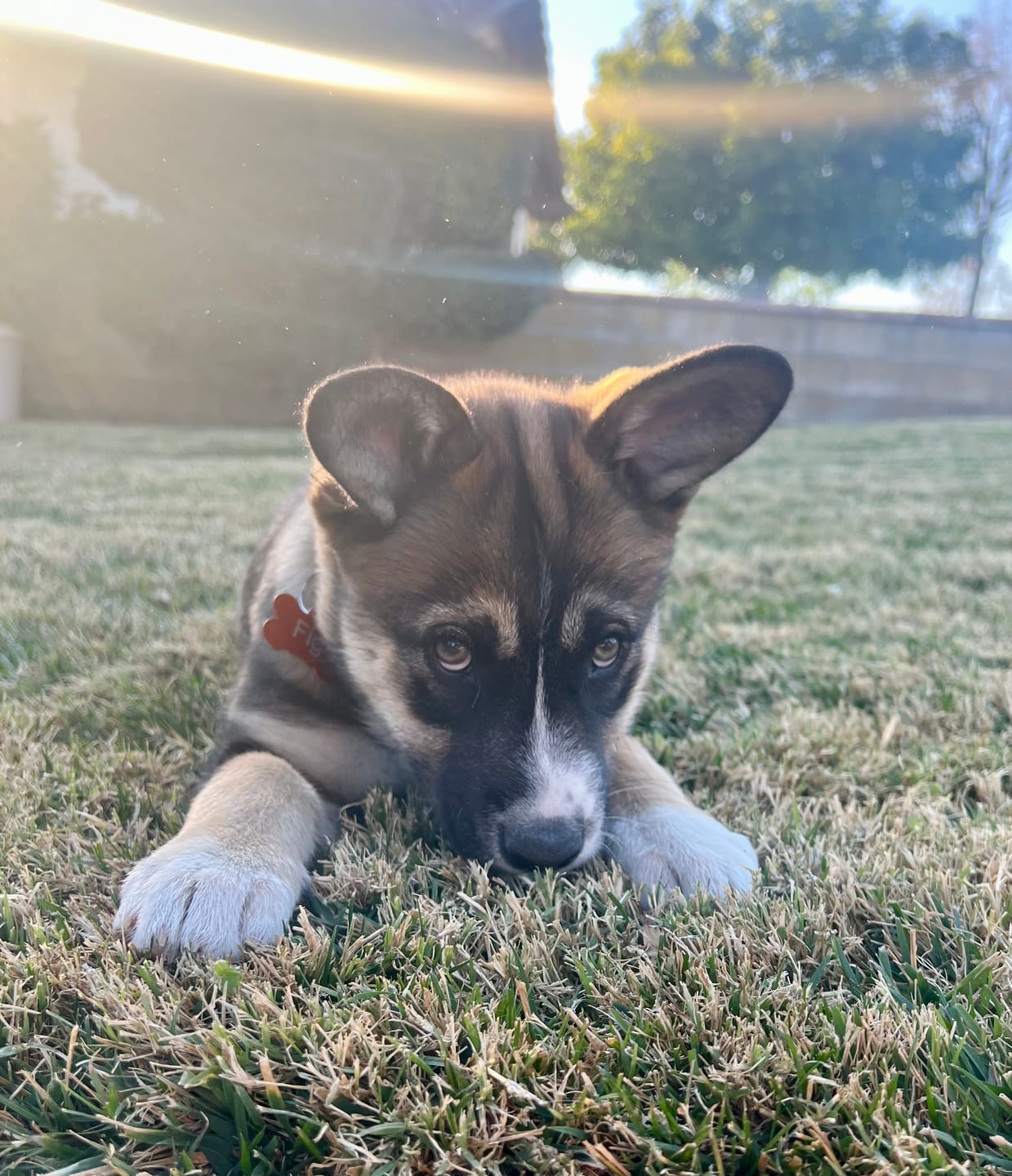 Customer photo review of Bully Bunches Puppy Pack