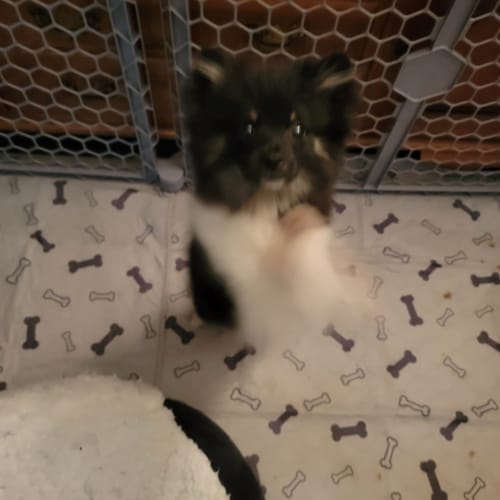 Customer photo review of Potty Buddy™ - The Durable Leak-Free Potty Pad