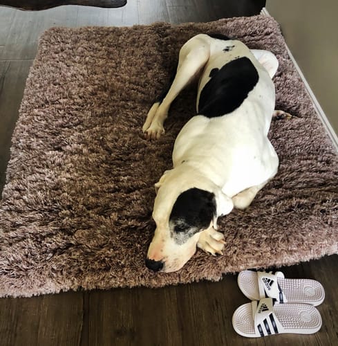 Customer photo review of PaWz Premium SuperMat Calming Bed