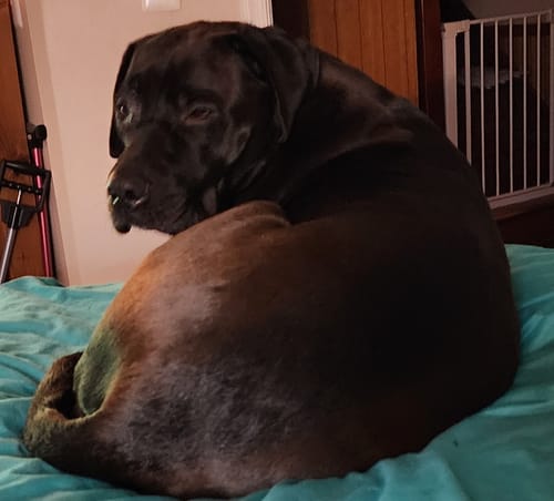 Customer photo review of Doggie Greens