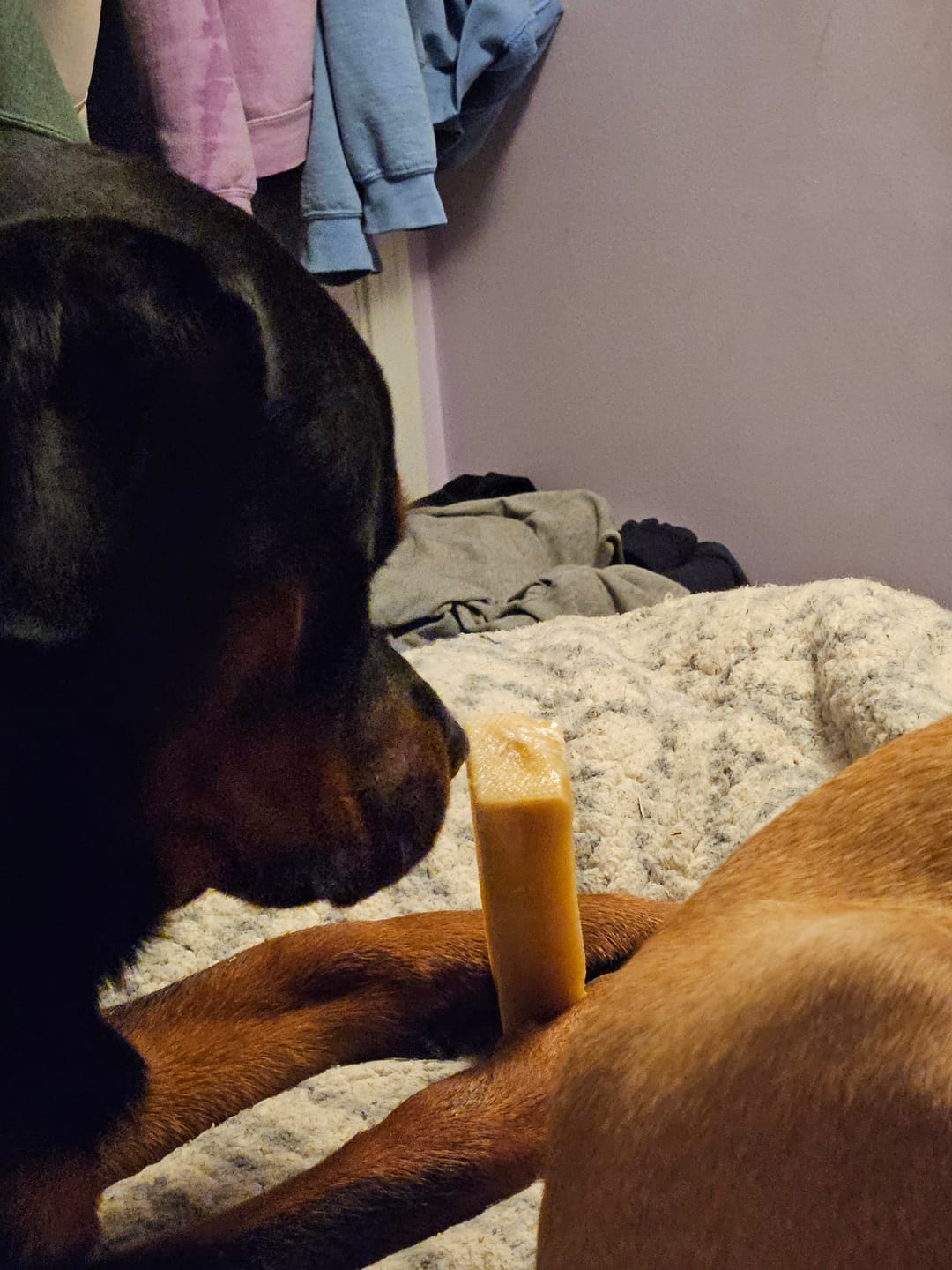 Customer photo review of Himalayan Yak Chew (MEGA)