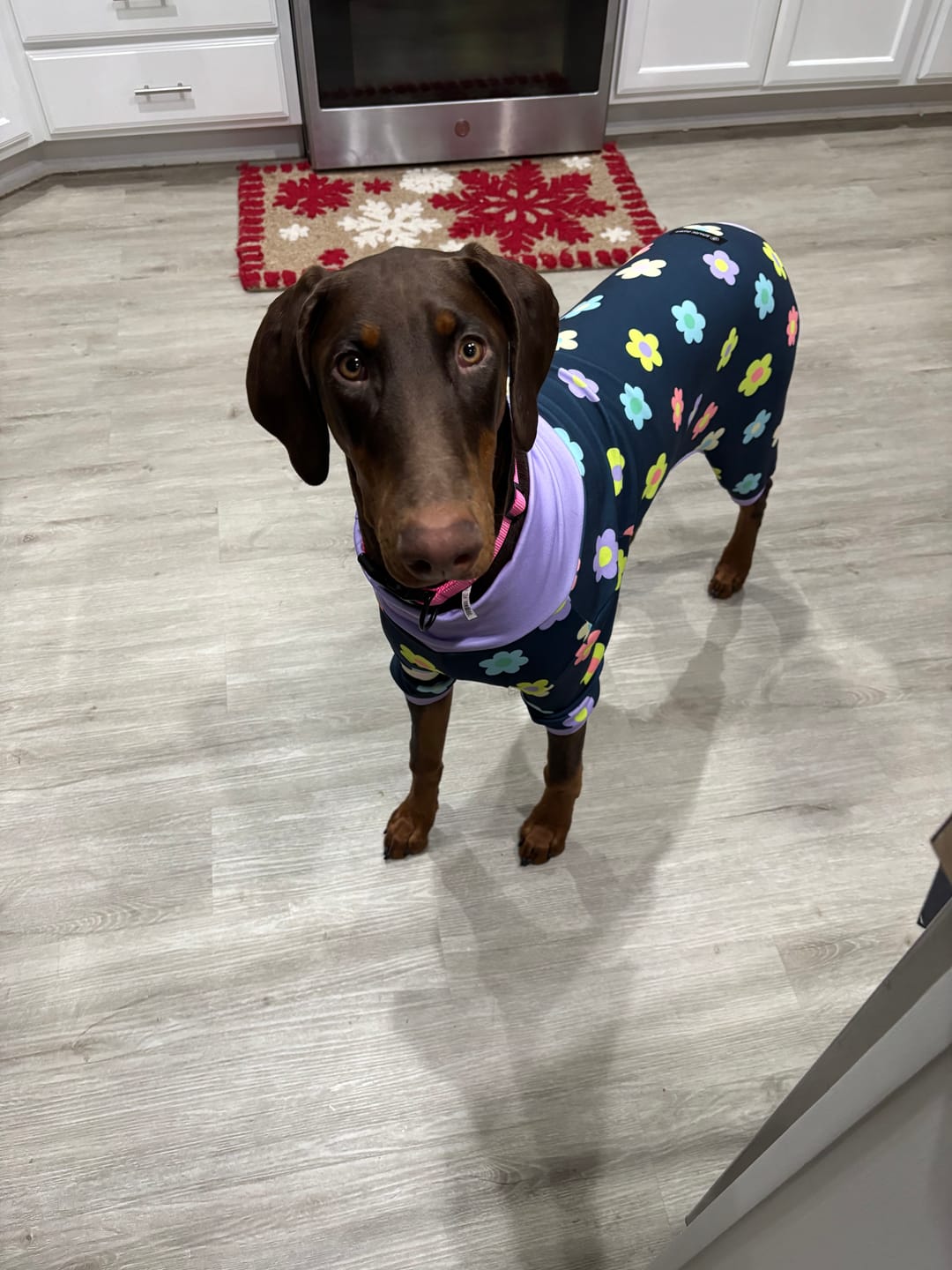 Customer photo review of Dog Pajama - Butterfly