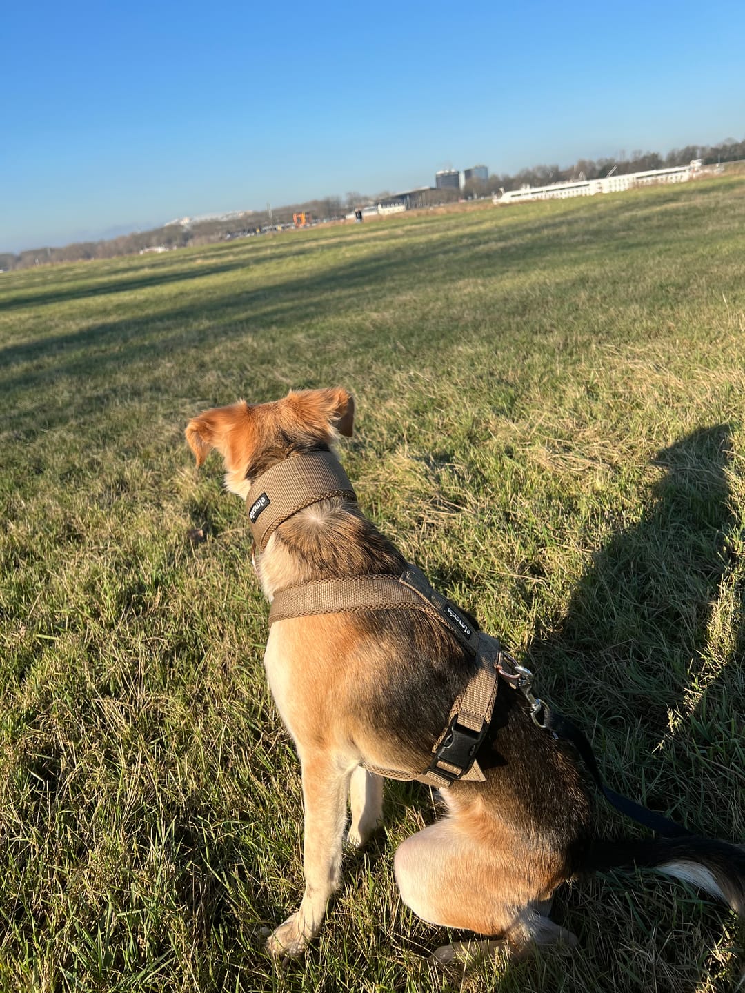 Customer photo review of Hundegeschirr FUN "Golden Sand"