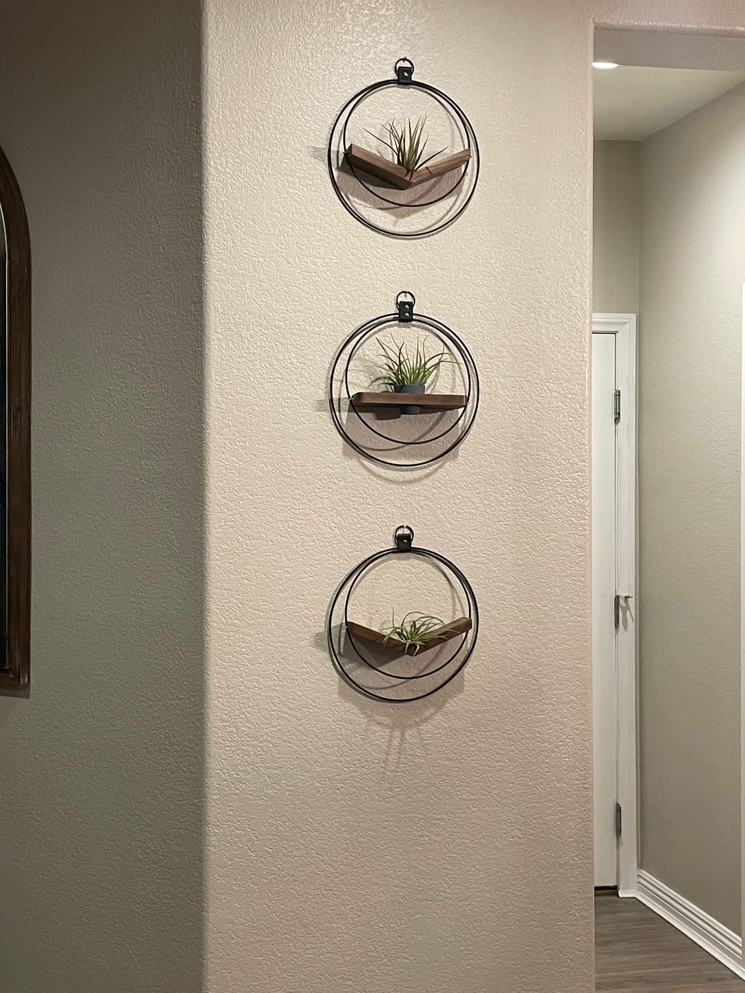 Customer photo review of Air Plant V-Hanger & Shelf Mixed Trio