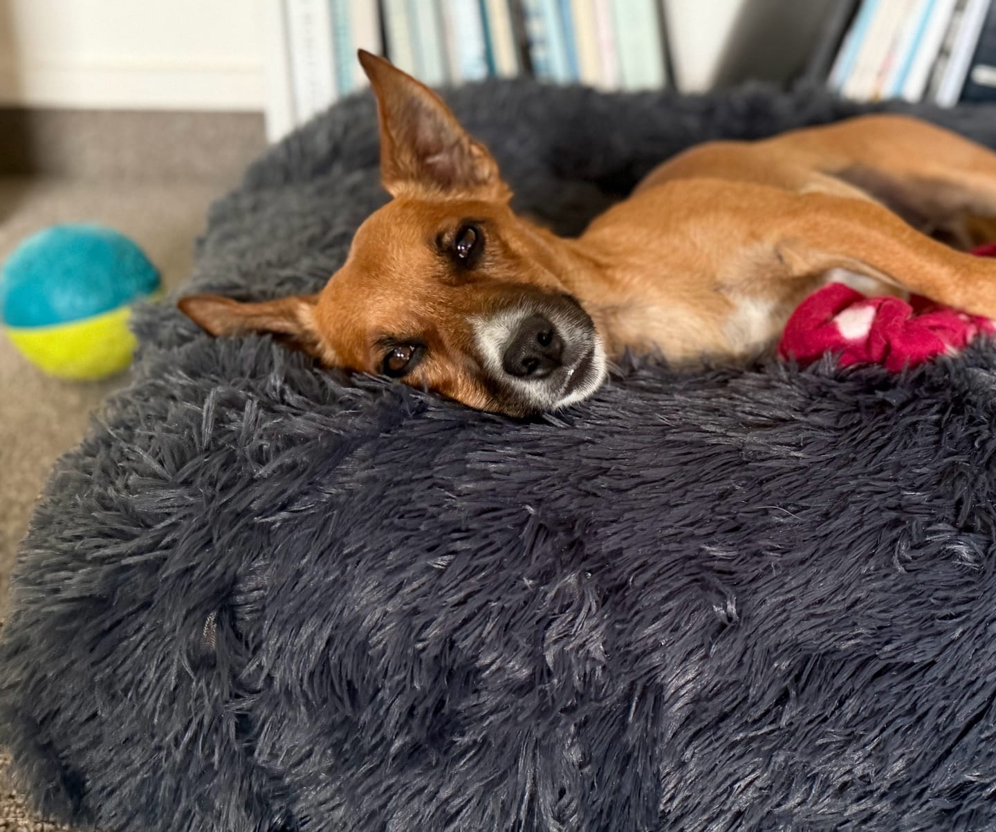 Customer photo review of Calming Cover