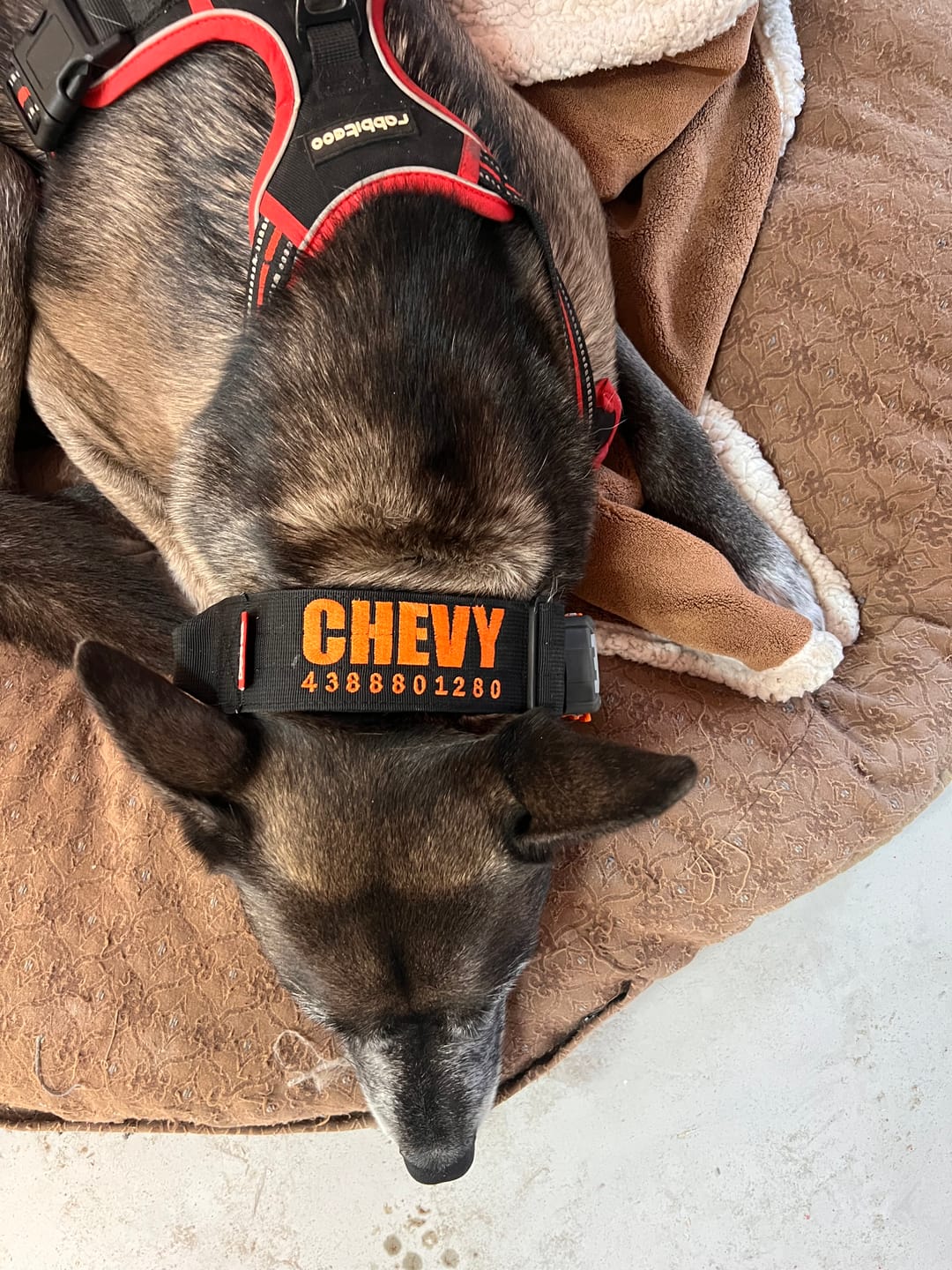 Customer photo review of 2" Tactik Dog Collar - Black
