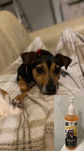 Customer photo review of Mango & Banana Dog Shampoo