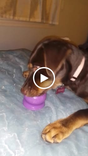 Customer video review of Freezball - Durable Fillable Dog Chew Bone