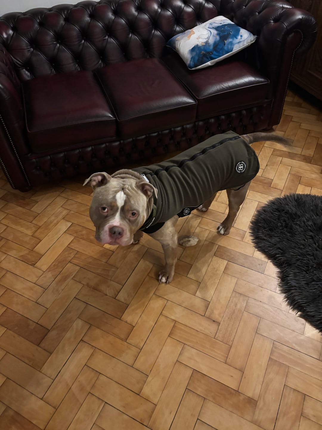 Customer photo review of Dog Fleece With Zip - Khaki