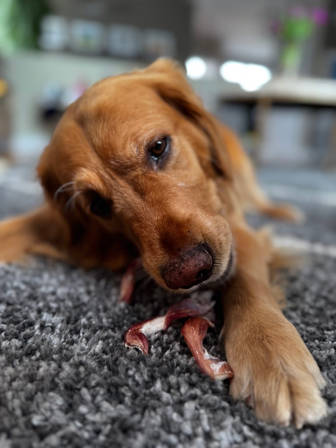 Customer photo review of 6 Inch Monster Braided Bully Stick