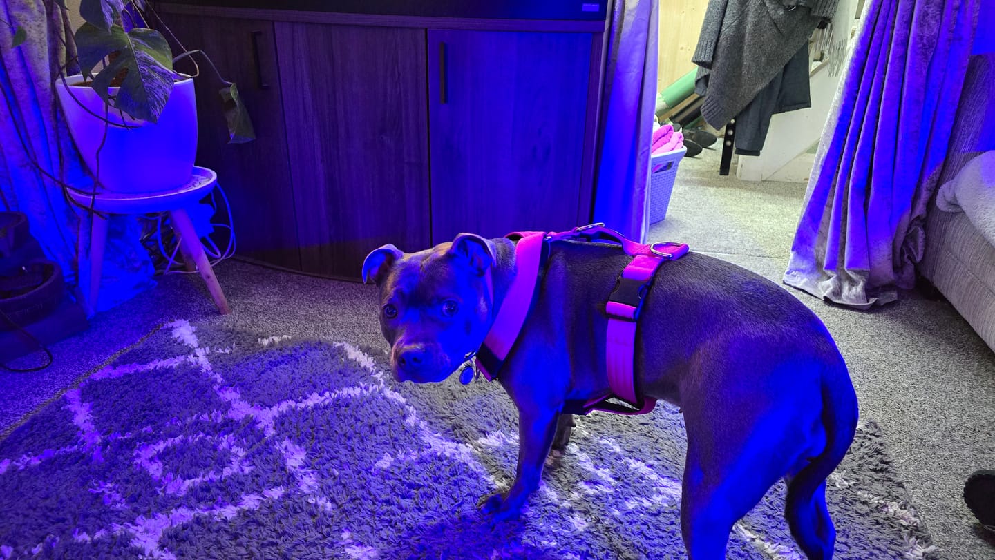 Customer photo review of Training Anti Pull TRI-Harness® | M-XL Breeds - Magenta
