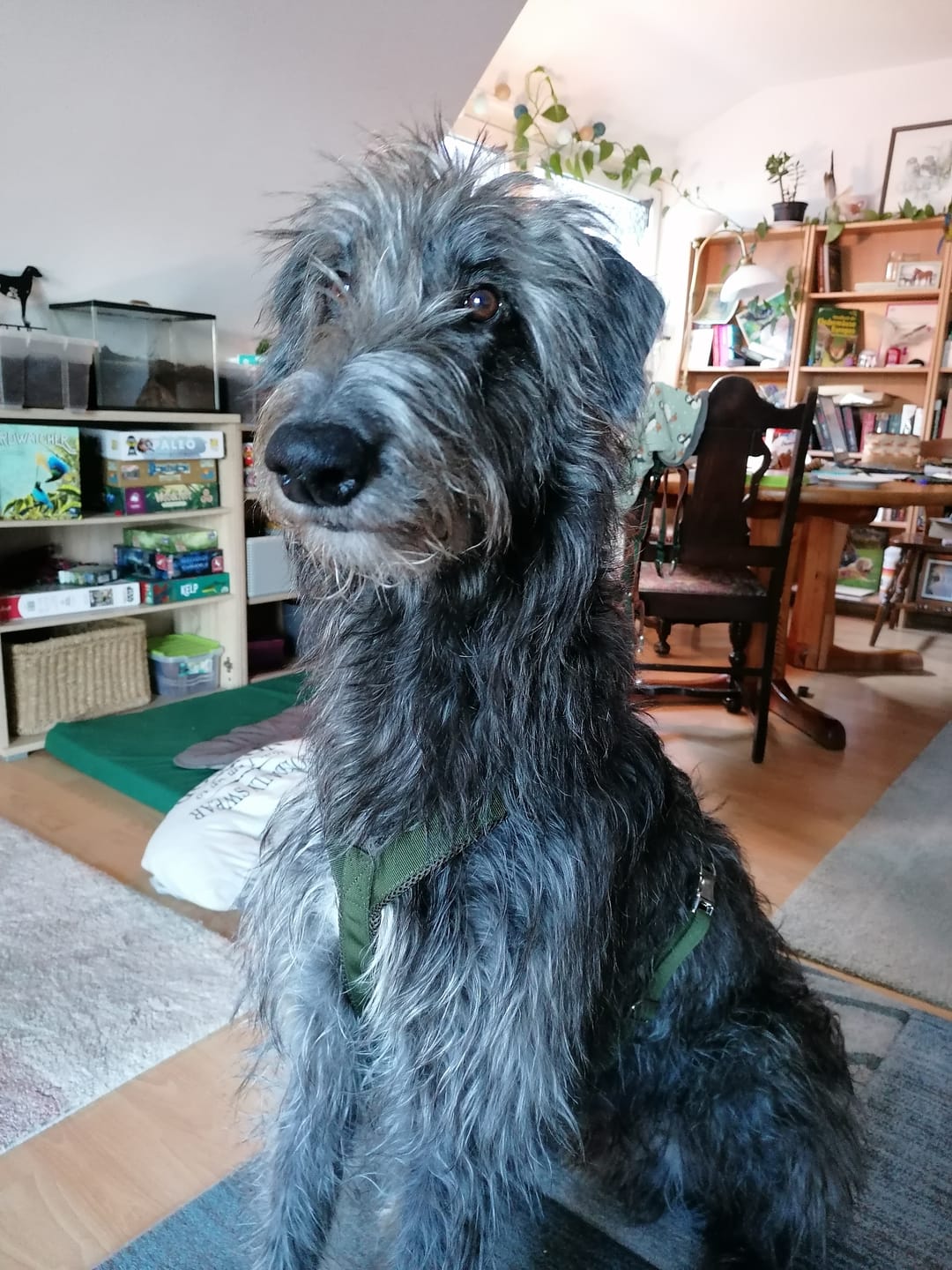 Customer photo review of Hundegeschirr PRO "Mountain Green"