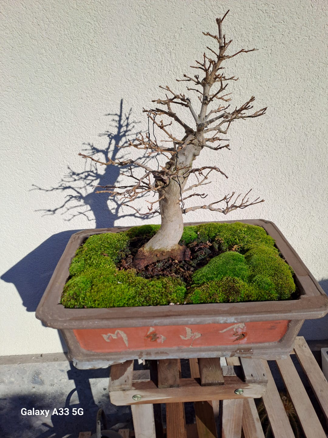 Customer photo review of NANOTEK CB® (DNA BONSAI 2.0)