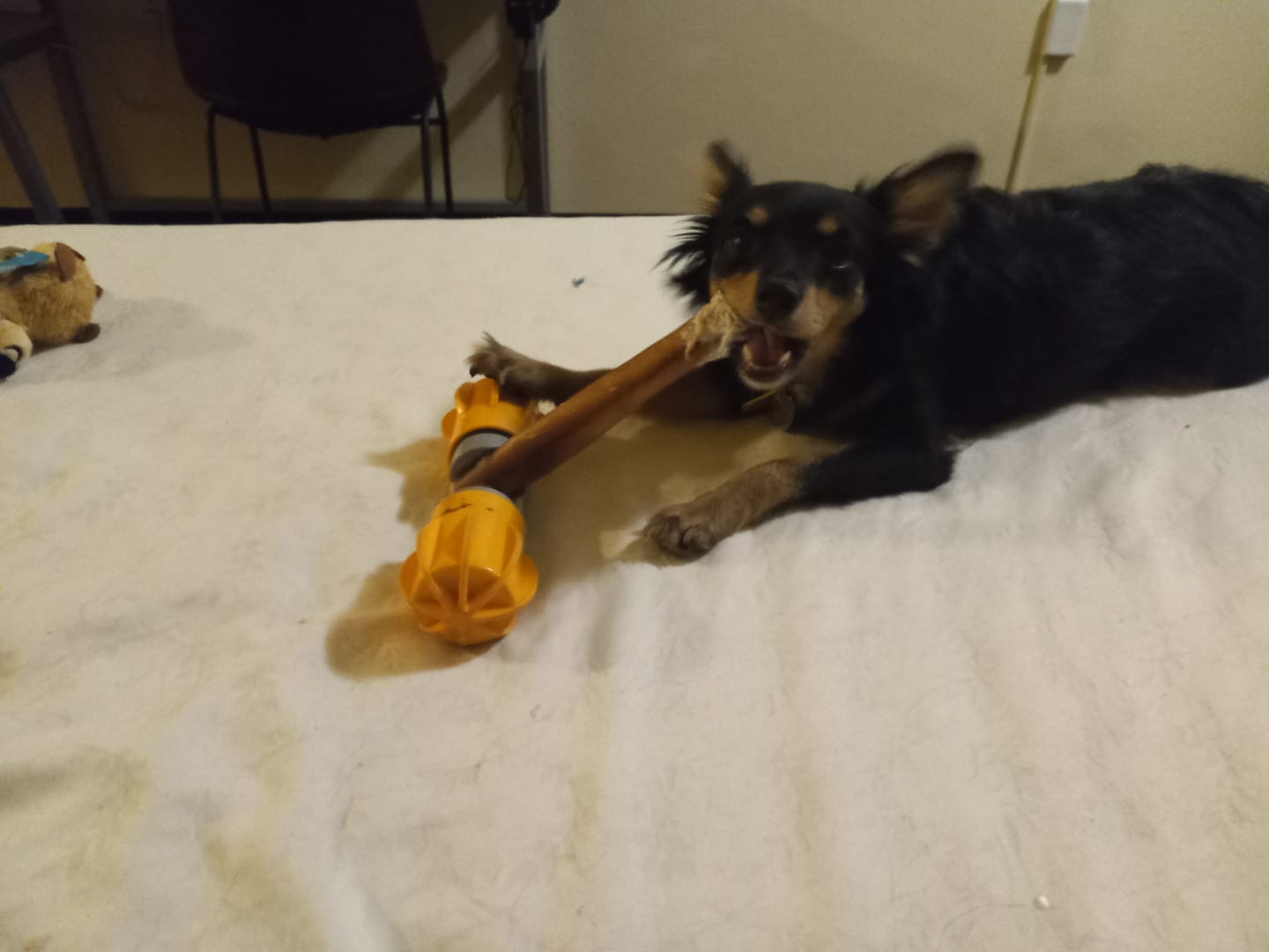Customer photo review of Safe Dog Chew Holder