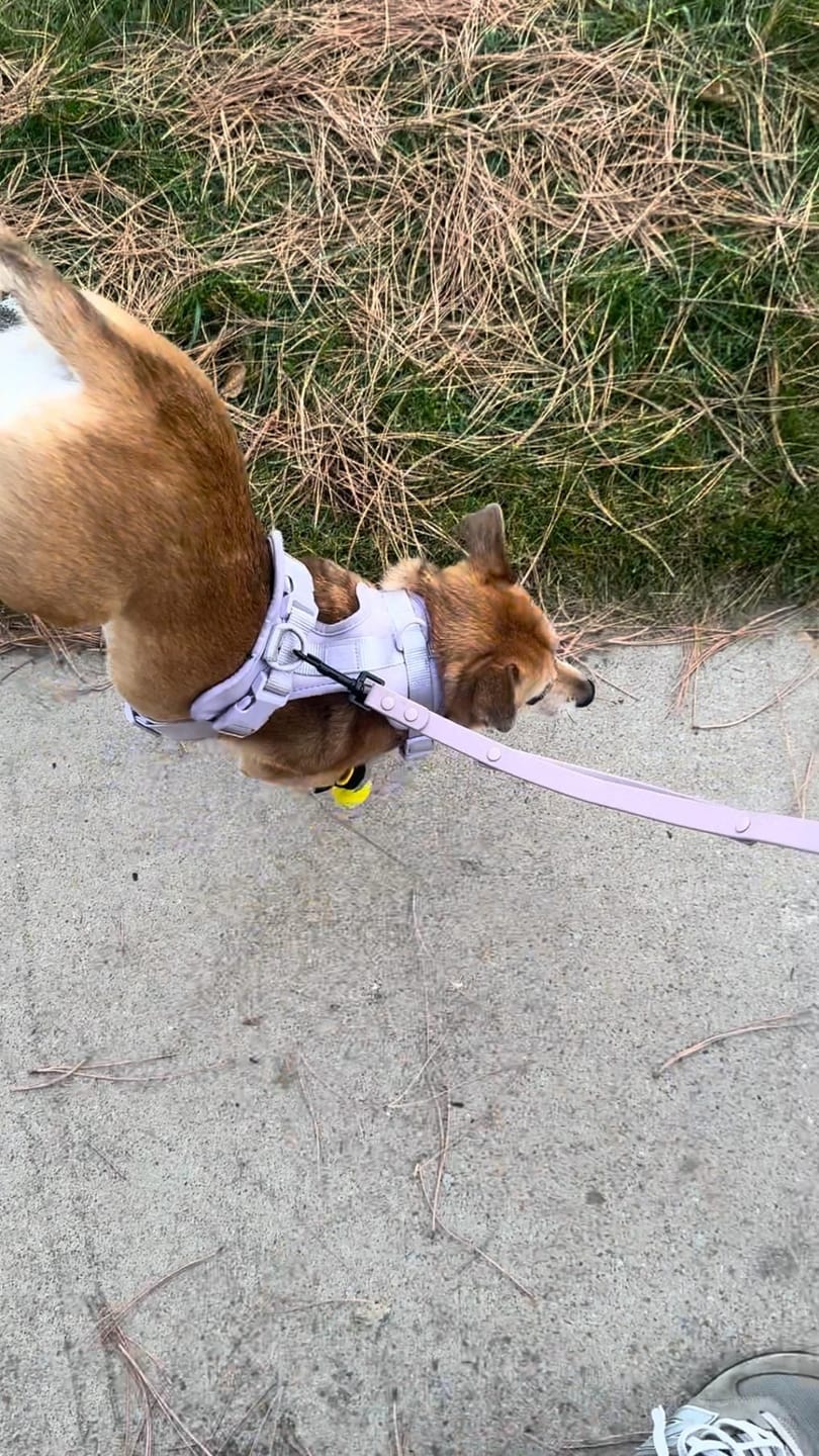 Customer photo review of The Anywhere Hands-Free Leash | Plum Purple
