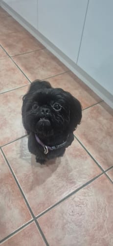 Customer photo review of PaWz GroomMate Pet Grooming Kit