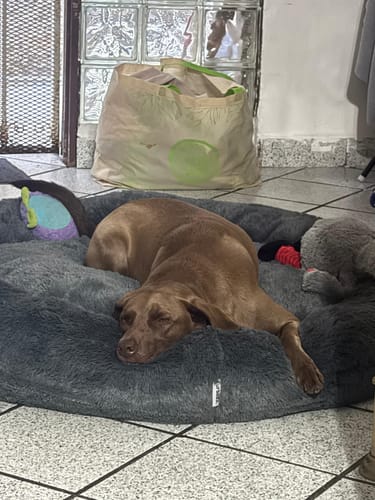 Customer photo review of Cama Antiestrés Para Perros
