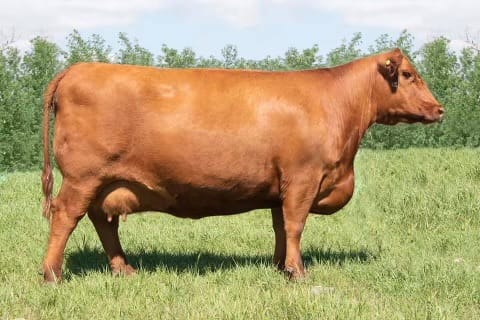 Customer photo review of 1 Gallon Wagyu Tallow