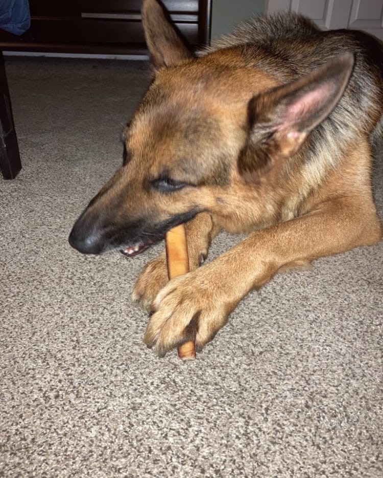 Customer photo review of 12 Inch Thick Braided Bully Stick