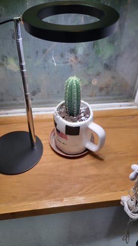 Customer photo review of San Pedro Cactus | Trichocereus (Echinopsis) Pachanoi