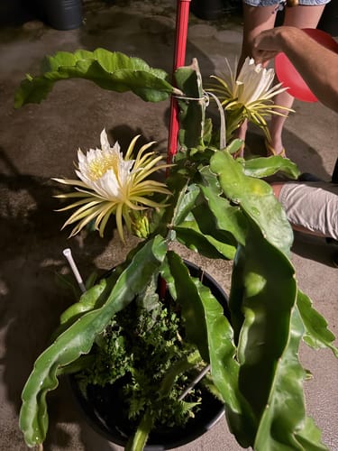 Customer photo review of ZIPER Nº6 POLIESTER COR MARINHO 10 METROS