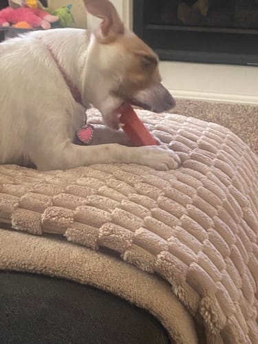 Customer photo review of Mix Flavored Chews ( a Pack of 6 Sticks )